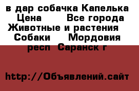 в дар собачка Капелька › Цена ­ 1 - Все города Животные и растения » Собаки   . Мордовия респ.,Саранск г.